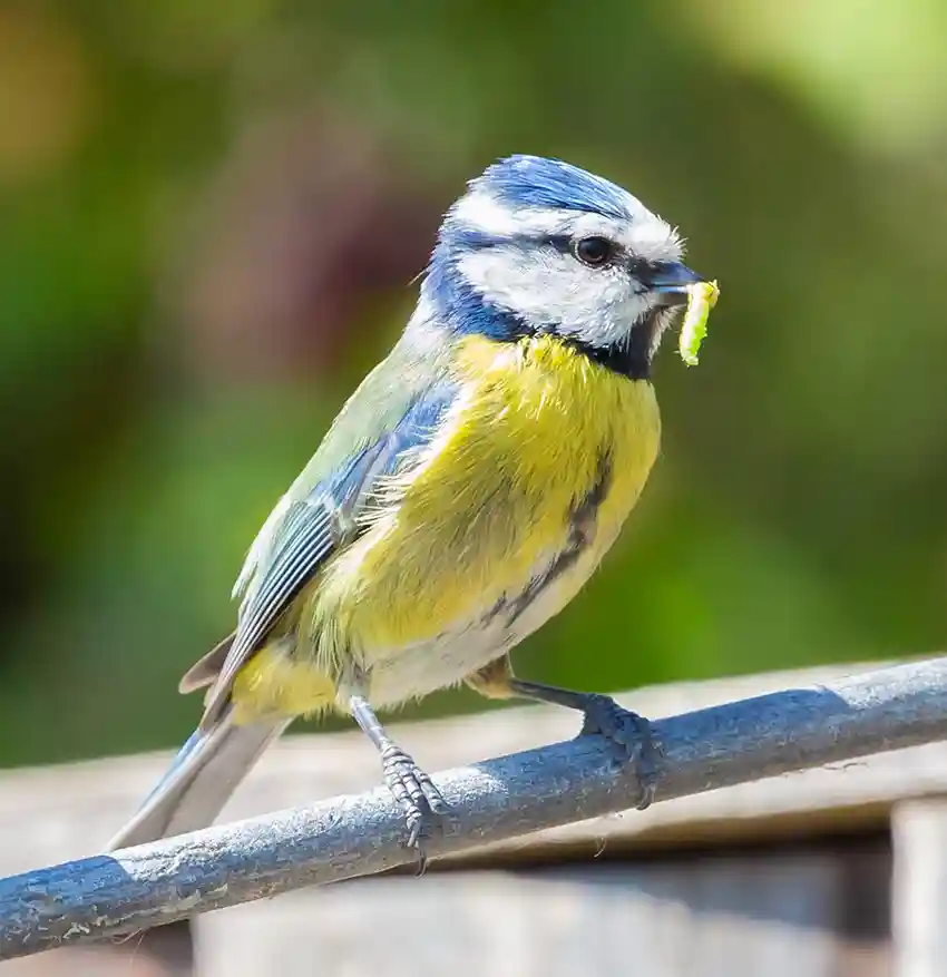 Oiseau qui mange un insecte